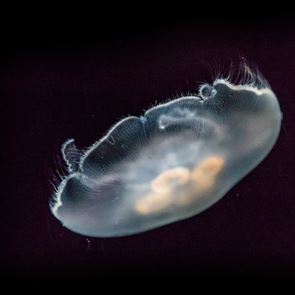 Το μυστικό της μακροζωίας μπορεί να βρίσκεται στις μέδουσες