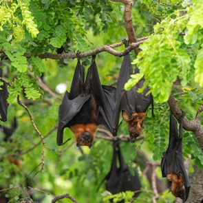 Η νέα θεωρία συνομωσίας για τον &lt;em>κορονοϊό&lt;/em> που αμφισβητεί η επιστήμη