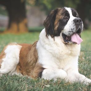 5 ράτσες σκύλων που ζουν για λιγότερα χρόνια