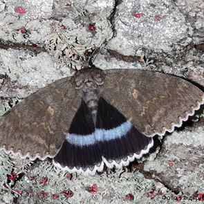 Στο Τσερνόμπιλ ανακάλυψαν πεταλούδα σε μέγεθος πουλιού