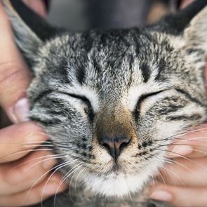 Ο εγκέφαλος της γάτας μικραίνει, οι επιστήμονες ανησυχούν