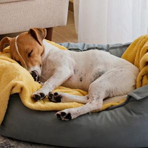 Πώς να εκπαιδεύσεις τον σκύλο σου να κοιμάται στο κρεβάτι