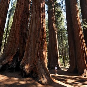 Το ψηλότερο δέντρο στον κόσμο δε δέχεται επισκέπτες