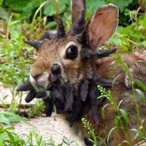 Τι συμβαίνει με τα κουνέλια Φρανκεστάιν στο Κολοράντο των ΗΠΑ