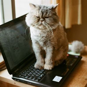 Γιατί οι γάτες αγαπούν τα πληκτρολόγια