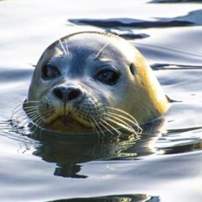 €5.000 για να βρεθεί ο δολοφόνος του Κωστή