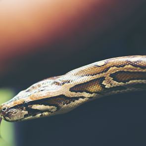 Κι όμως, στο μέλλον θα τρώμε φίδια