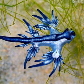 Τι είναι οι &quot;μπλε δράκοι&quot; που σκορπούν τον τρόμο στις παραλίες της Ισπανίας