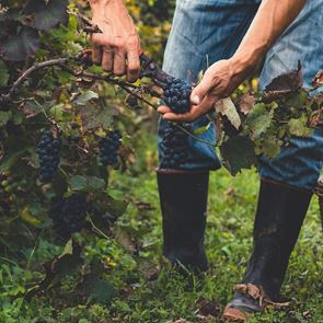 Η αναγέννηση του ελληνικού κρασιού