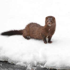 Στην &lt;em>Ρωσία&lt;/em> αναπτύσσουν εμβόλιο κατά του κορονοϊού για κατοικίδια και βιζόν