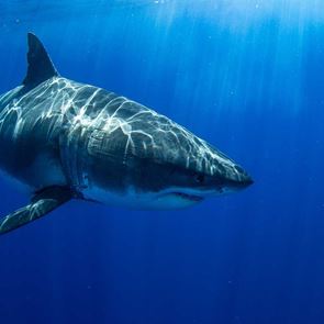 Τηλεόραση στα σαγόνια του καρχαρία