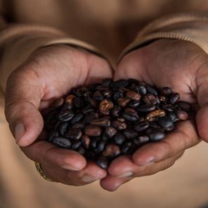 Kopi Luwak, ο καλύτερος καφές στον πλανήτη
