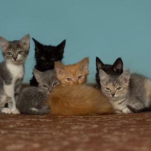 Αυτή είναι η πιο έξυπνη ράτσα γάτας στον κόσμο