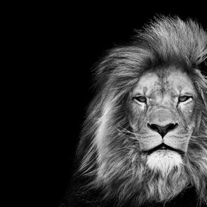 Μερικοί άντρες πιστεύουν πως μπορούν να κερδίσουν (!) ένα λιοντάρι