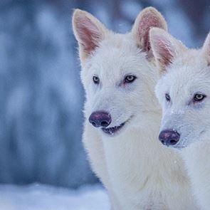 Dire Wolf: Επιστήμονες δημιούργησαν λύκο που εξαφανίστηκε πριν 10.000 χρόνια