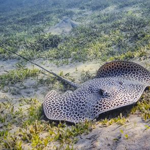 Σαλάχι έμεινε έγκυος χωρίς επαφή με αρσενικό