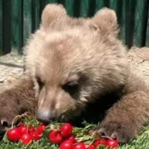 Ο Θωμάς, το ορφανό αρκουδάκι του Αρκτούρου λατρεύει τα κεράσια