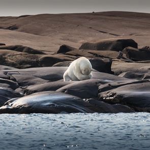 50 χρόνια ήταν αρκετά για να εξαφανιστούν τα 2/3 των άγριων ζώων