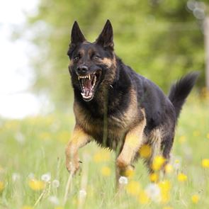 Τι πρέπει να κάνεις αν σε πλησιάσει επιθετικός σκύλος