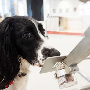 Τα σκυλιά μπορούν να μυρίζουν τον &lt;em>κορονοϊό&lt;/em> στον άνθρωπο
