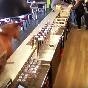 Χωρίς πλάκα, στη Γαλλία ένα άλογο μπήκε σε ένα <em>μπαρ</em>