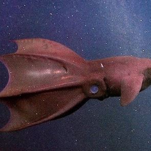 Όλα τα &#39;χαμε, τα καλαμάρια βαμπίρ μας έλειπαν