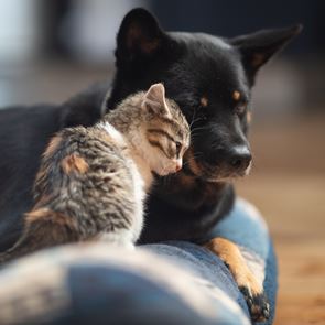 Οι αλλαγές στο νομοσχέδιο για ζώα συντροφιάς και αδέσποτα