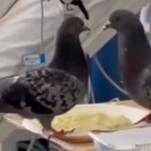 Περιστέρια τρώνε το φαγητό ασθενούς σε νοσοκομείο (video