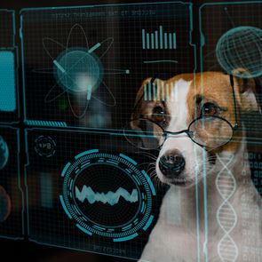 Tι μπορεί να κάνει το ChatGPT για το κατοικίδιό σου