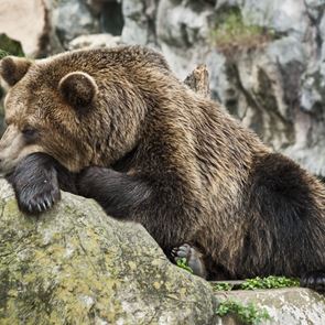 Πώς η χειμερία νάρκη των ζώων διδάσκει μακροζωία στους ανθρώπους