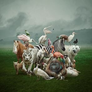 Παγκόσμια Ημέρα των Ζώων: Από την αρχαιότητα στο σήμερα