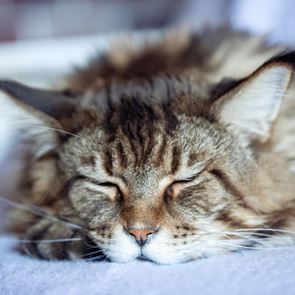 Οι πιο δημοφιλείς γάτες στο ίντερνετ