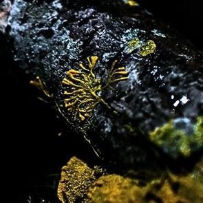 Ένα μανιτάρι έλυσε το πρόβλημα της Ιαπωνίας