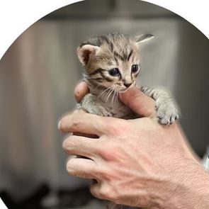 Στο Καταφύγιο του Σωκράτη, τα αδέσποτα ζώα της Αθήνας βρίσκουν στέγη