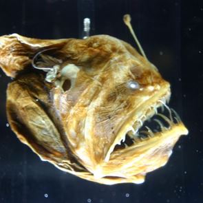 O &quot;μαύρος διάβολος&quot; βγήκε στην επιφάνεια και υπάρχει video