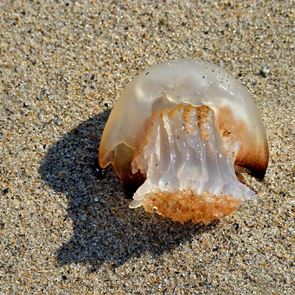 Τσιμπήματα στις διακοπές: Πώς να τα αντιμετωπίσεις