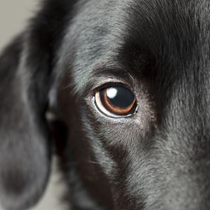 Τα ζώα βλέπουν τον κόσμο μας πολύ διαφορετικά