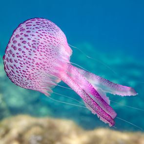 Όλα όσα πρέπει να γνωρίζεις για τις μωβ μέδουσες