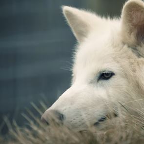 Ανταρόλυκος: Μήπως η επιστροφή του δεν είναι και τόσο επιστροφή