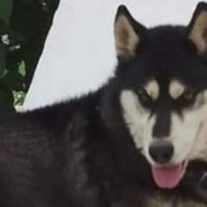 Μάρτυρας υπέδειξε το σημείο της άγριας κακοποίησης του Όλιβερ στην Αράχωβα