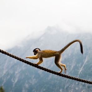 Γιατί οι άνθρωποι δεν έχουν ουρά