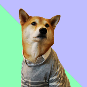 Influencers αλλά με 4 πόδια