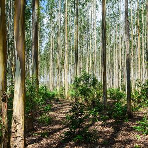 Στην Αίγυπτο φτιάχνουν δάση στην έρημο