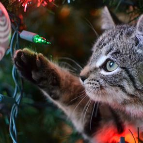 Μερικές ιδέες για να σώσεις το χριστουγεννιάτικό σου δέντρο από τη γάτα σου