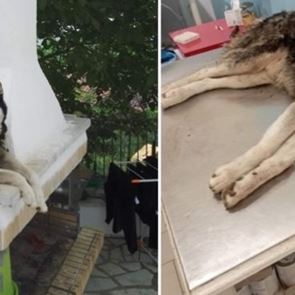 Τι συμβαίνει με την αδιανόητη κακοποίηση του χάσκι στην Αράχωβα