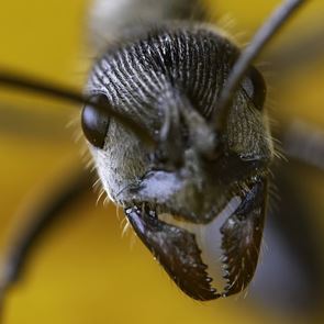 Επιστήμονες ανακάλυψαν μυρμήγκια που ίσως αλλάξουν το μέλλον της ιατρικής