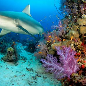 Το εμβόλιο του κορονοϊού ίσως σκοτώσει 500.000 καρχαρίες