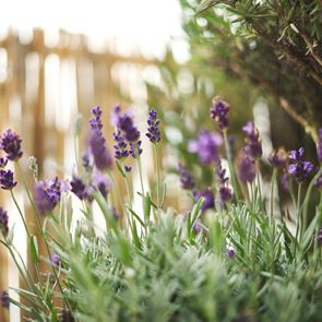 7 σωτήρια φυτά για τις επιδρομές των κουνουπιών