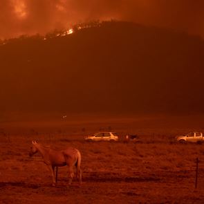3 δισεκατομμύρια ζώα χάθηκαν στις πυρκαγιές της Αυστραλίας