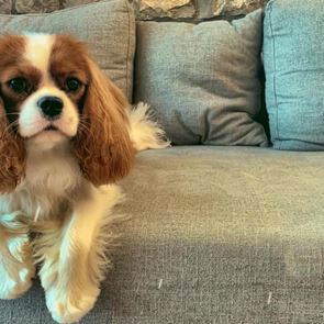 Kupo, το κουτάβι που μιλάει ελληνικά στο <em>TikTok</em>